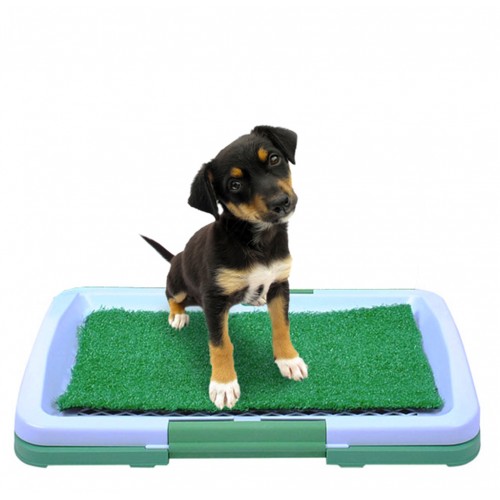toilettes pour chien litière pour chien